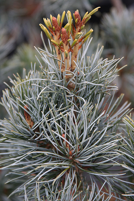 Pinus parviflora 'Blue Giant' Blue Japanese White Pine