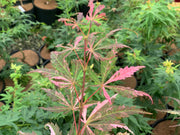 - FOR PICKUP ONLY | Acer palmatum 'Lileeanne's Jewel' Japanese Maple | DOES NOT SHIP - Mr Maple │ Buy Japanese Maple Trees