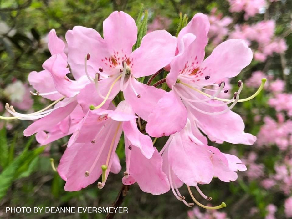 Rhododendron vaseyi Pinkshell Native Azalea