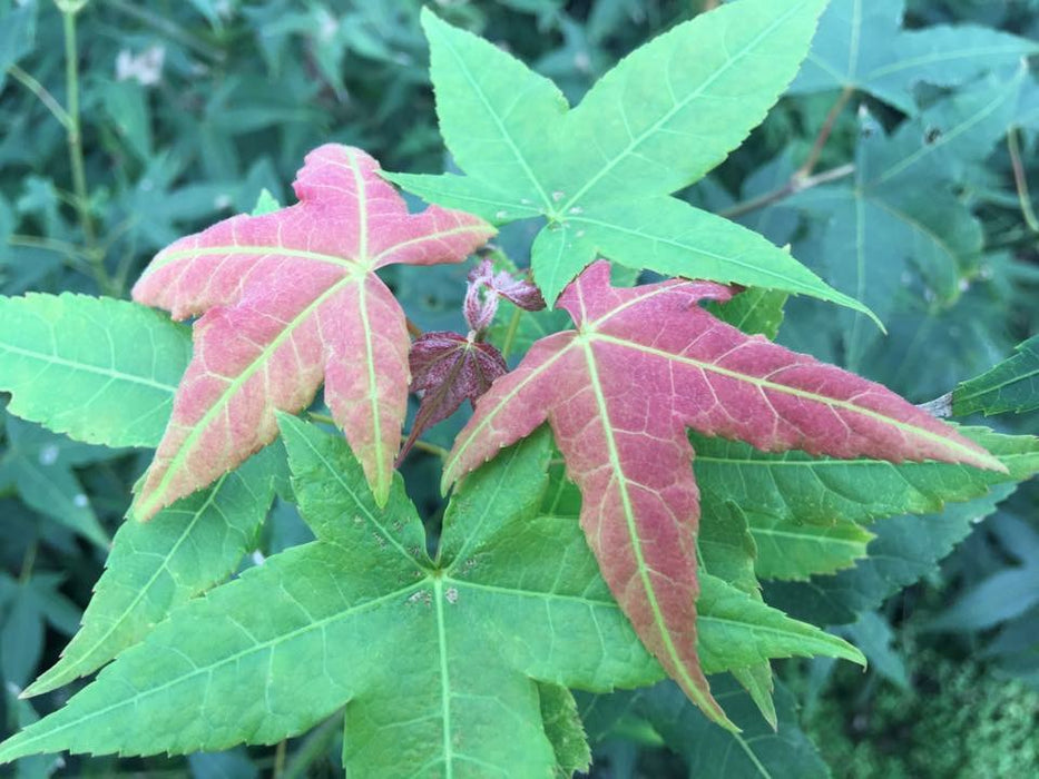 Acer oliverianum ssp formosanum  - Ultimate Heat Tolerant Maple