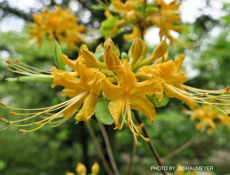 Azalea 'Earl’s Gold’ Yellow Orange Native Azalea