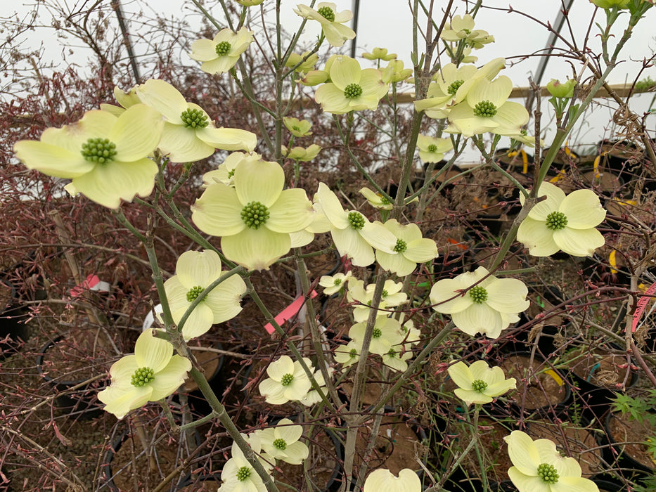 Cornus florida 'Dixie Columnade' White Blooming Narrow Dogwood