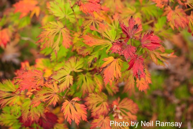 - Acer japonicum 'Mai kujaku' Dancing Peacock Japanese Maple - Mr Maple │ Buy Japanese Maple Trees