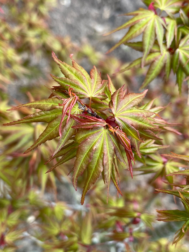 - Acer palmatum 'Koi' Dwarf Japanese Maple - Mr Maple │ Buy Japanese Maple Trees