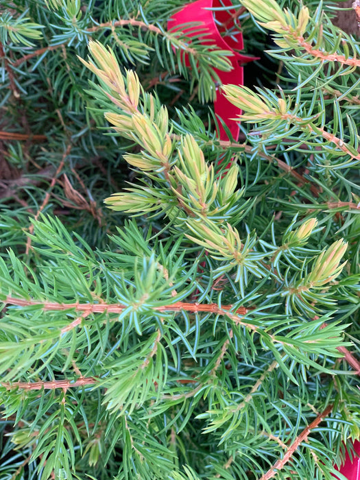 Juniperus rigida conferta 'All Gold' Golden Shore Juniper