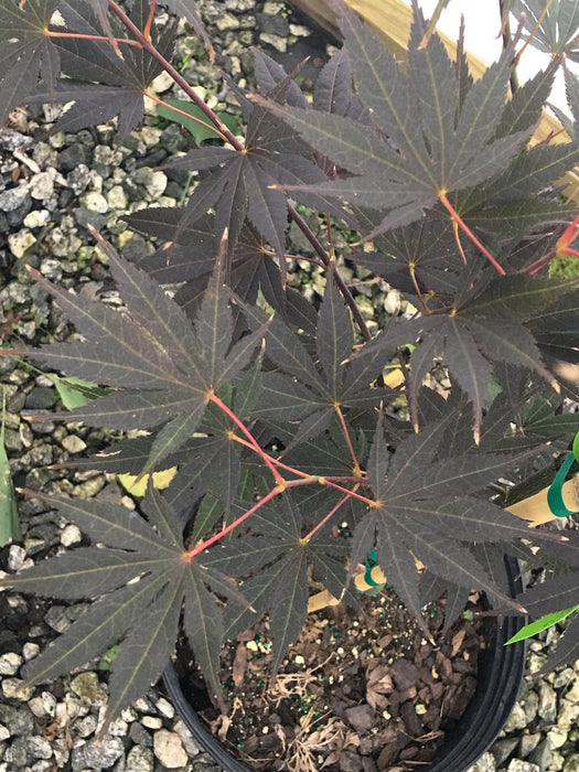 Acer palmatum 'Riley' Dark Red Japanese Maple