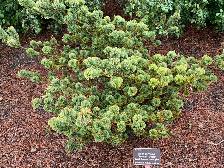 Pinus parviflora 'Adcock's Dwarf' Dwarf Japanese White Pine