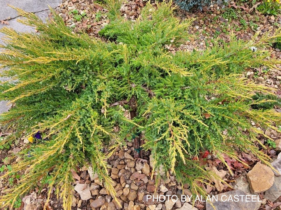 Juniperus × pfitzeriana ‘Daub’s Frosted’ Golden Juniper