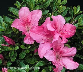 Azalea 'Pearl Bradford' Rose Pink Evergreen Azalea