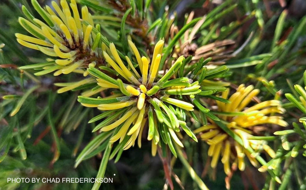 Pinus mugo 'Real Sparklers’ Variegated Dwarf Mountain Pine Tree