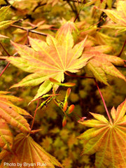 - Acer shirasawanum 'Moonrise™' Full Moon Japanese Maple - Mr Maple │ Buy Japanese Maple Trees