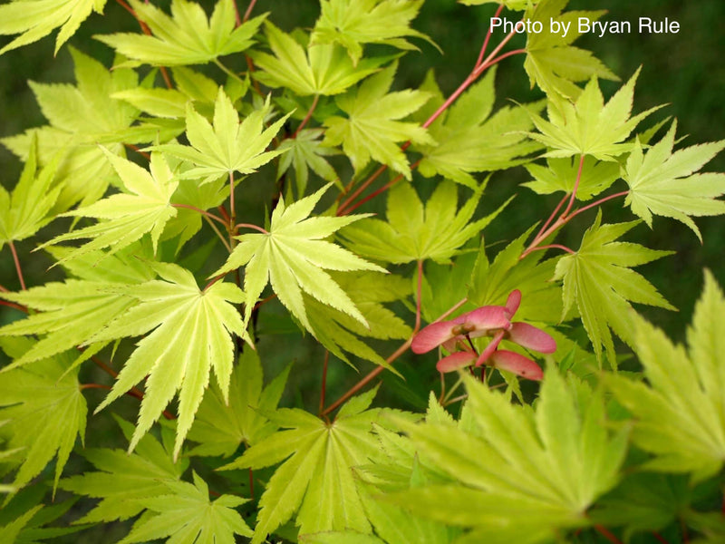 - Acer shirasawanum 'Jordan' Golden Full Moon Japanese Maple - Mr Maple │ Buy Japanese Maple Trees