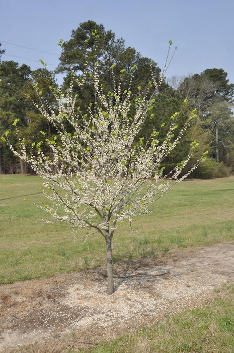 Cercis canadensis ‘White Pom Poms' Redbud Tree