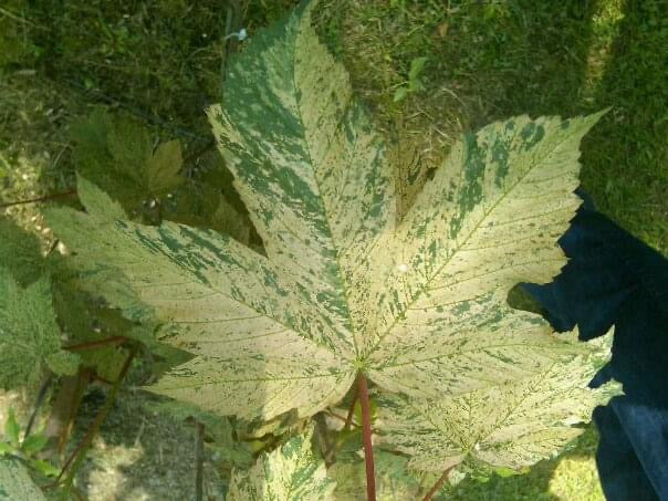 - Acer pseudoplatanus 'Esk Sunset' Rare Variegated Eskimo Sunset Maple - Mr Maple │ Buy Japanese Maple Trees