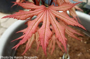 - Acer palmatum 'Amber Ghost' Japanese Maple - Mr Maple │ Buy Japanese Maple Trees