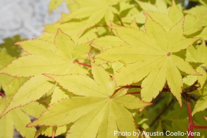 - Acer shirasawanum 'Jordan' Golden Full Moon Japanese Maple - Mr Maple │ Buy Japanese Maple Trees