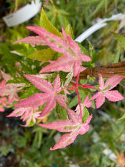- Acer palmatum 'Ilarian' Japanese Maple - Mr Maple │ Buy Japanese Maple Trees