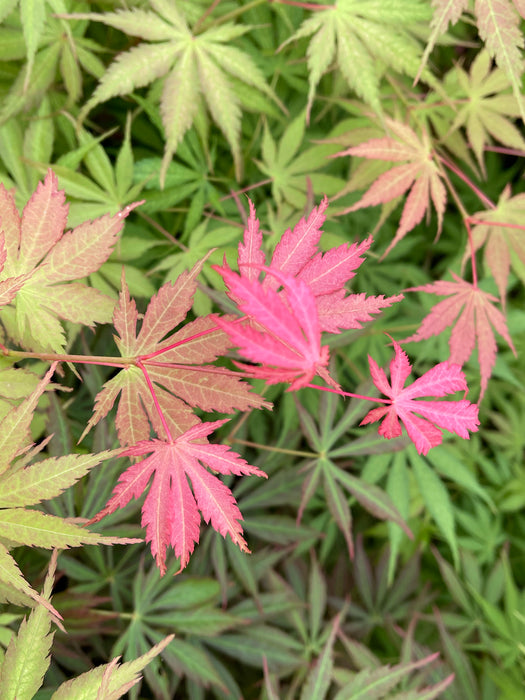 Acer palmatum 'Strawberry Fields' Japanese Maple
