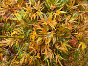 - Acer palmatum Kryptonite™ Japanese Maple - Mr Maple │ Buy Japanese Maple Trees