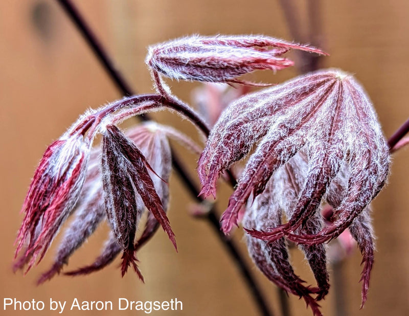 - Acer palmatum x 'Purple Curl' Japanese Maple - Mr Maple │ Buy Japanese Maple Trees