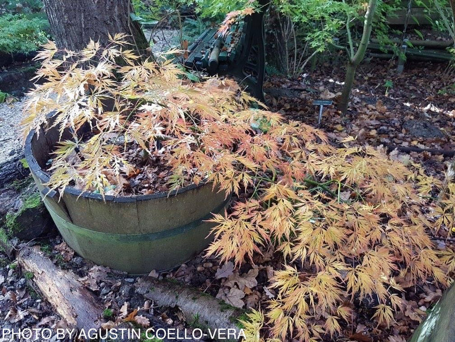 Acer palmatum 'Elmwood Spreader' Weeping Japanese Maple