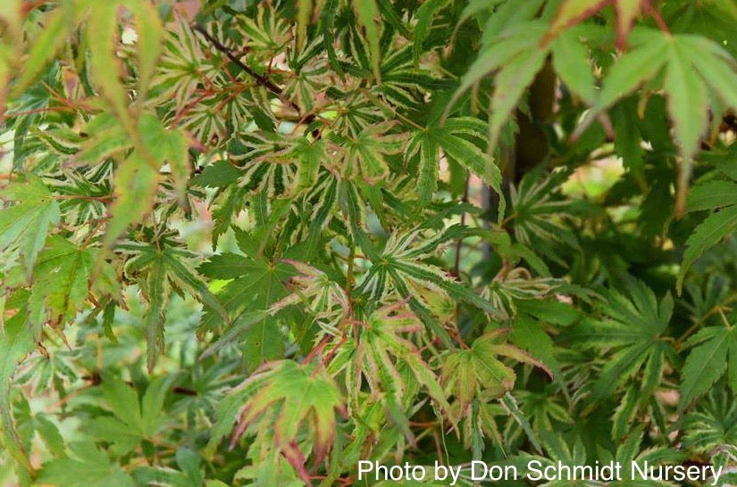 Acer palmatum 'Iro iro' Japanese Maple