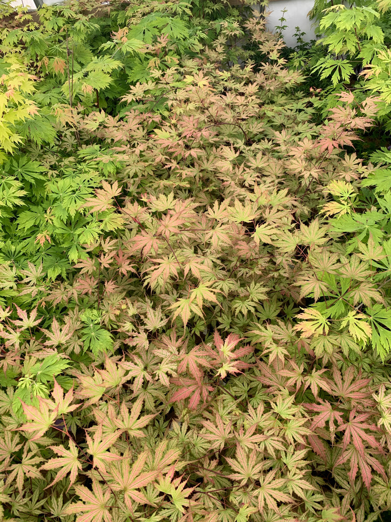 - Acer palmatum 'Firefly' Japanese Maple - Mr Maple │ Buy Japanese Maple Trees