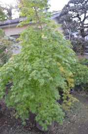 - Acer palmatum 'Rikuzen shidare' Weeping Japanese Maple - Mr Maple │ Buy Japanese Maple Trees