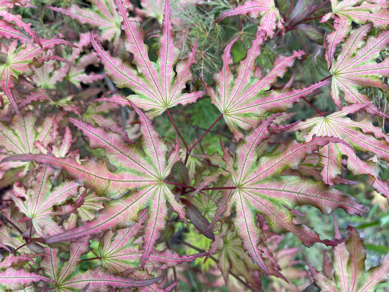 - Acer palmatum 'Firefly' Japanese Maple - Mr Maple │ Buy Japanese Maple Trees