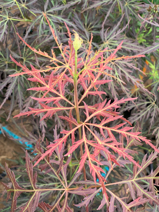 Acer palmatum 'Curtis' Weeping Red Japanese Maple