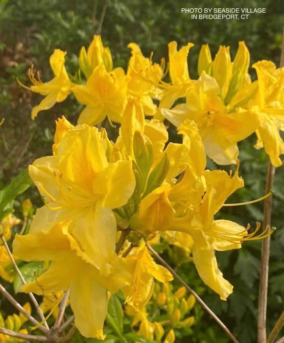 Azalea 'Lemon Lights’ Yellow Flowers Deciduous Azalea
