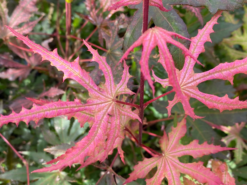 - Acer palmatum 'Strawberry Spring' Reticulated Japanese Maple - Mr Maple │ Buy Japanese Maple Trees