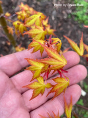 - Acer palmatum 'Alan's Gold' Pinebark Japanese Maple - Mr Maple │ Buy Japanese Maple Trees