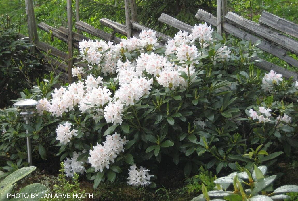 Rhododendron 'Cunningham White' White Blooms