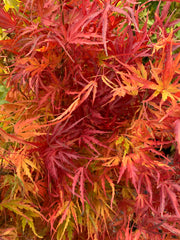 - Acer palmatum 'Green Strap' Rare Japanese Maple - Mr Maple │ Buy Japanese Maple Trees