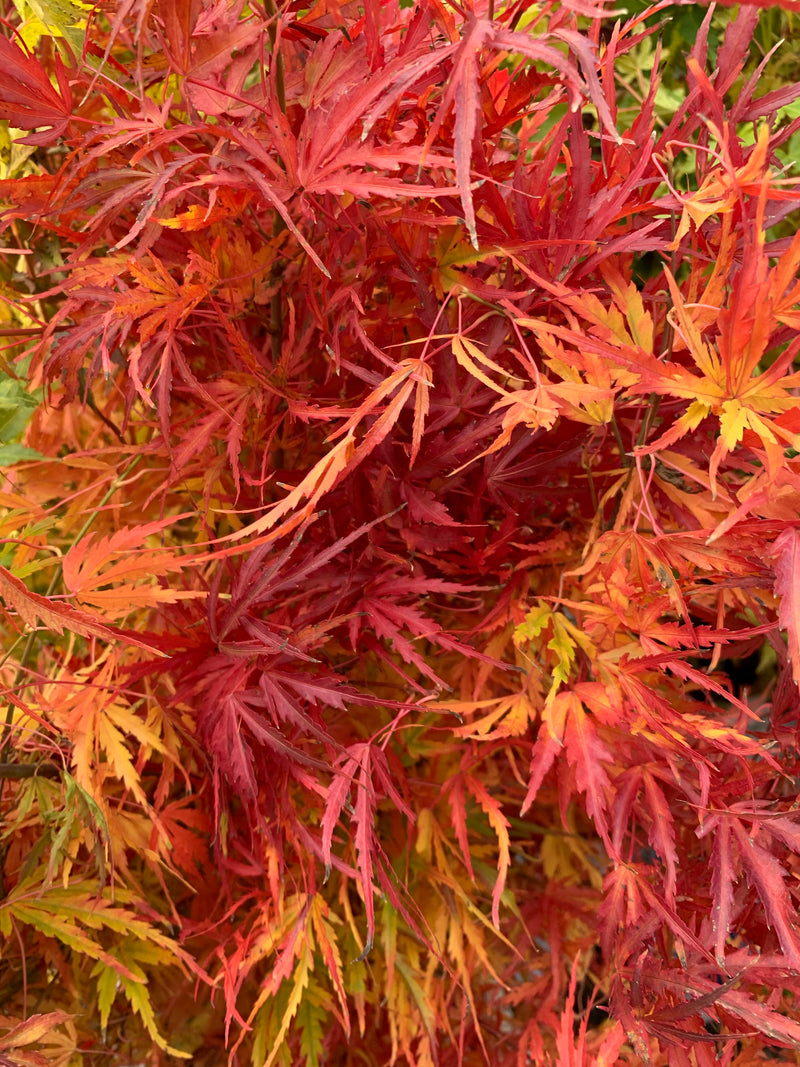 - Acer palmatum 'Green Strap' Rare Japanese Maple - Mr Maple │ Buy Japanese Maple Trees