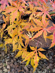- Acer palmatum 'Fountain of Youth' Japanese Maple - Mr Maple │ Buy Japanese Maple Trees