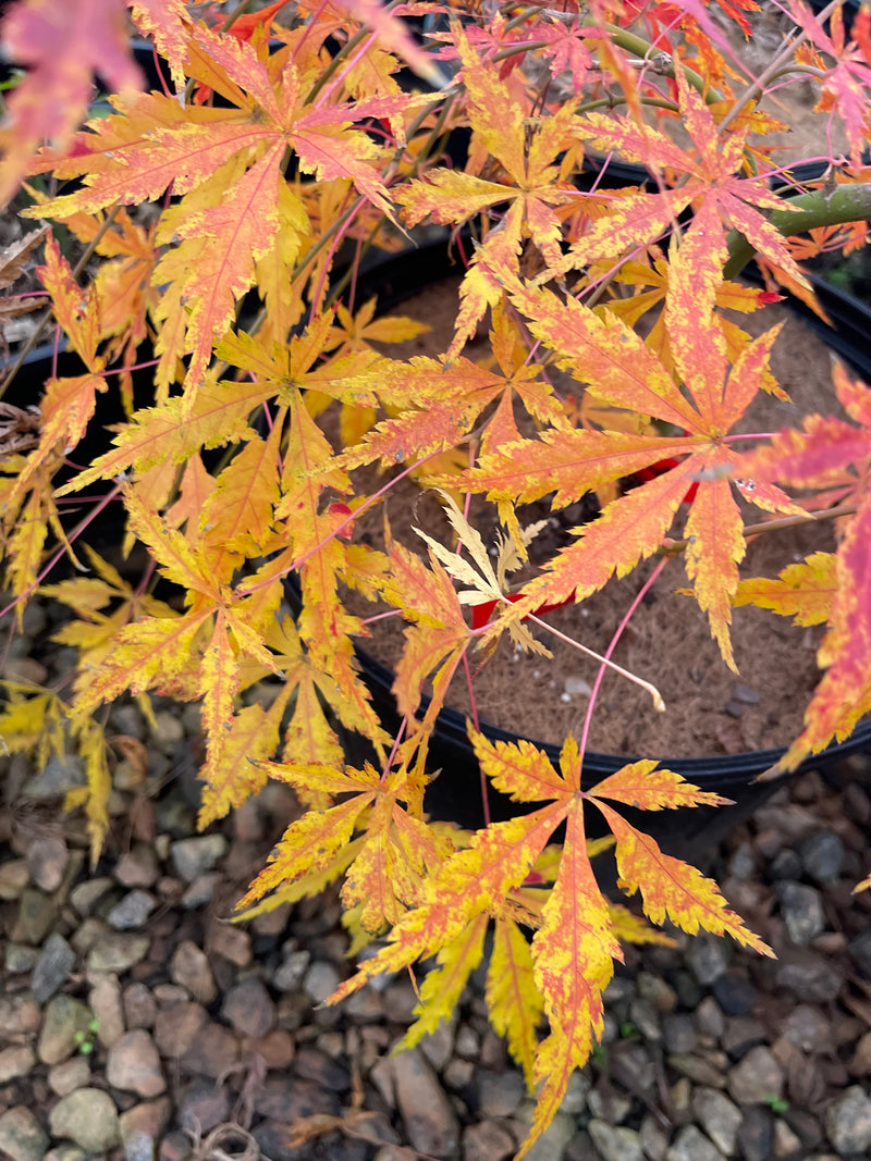 - Acer palmatum 'Fountain of Youth' Japanese Maple - Mr Maple │ Buy Japanese Maple Trees
