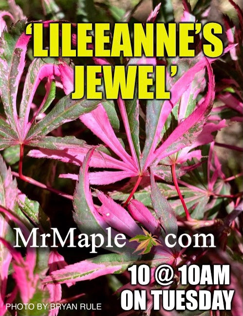- Acer palmatum 'Lileeanne's Jewel' Japanese Maple - Mr Maple │ Buy Japanese Maple Trees