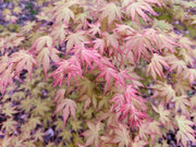 - Acer palmatum 'Kristin's Star' Japanese Maple - Mr Maple │ Buy Japanese Maple Trees