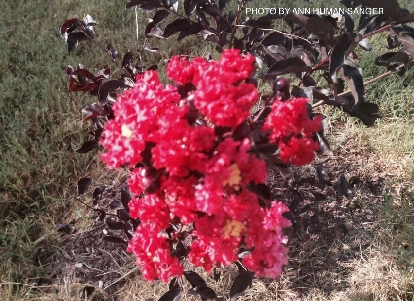 Lagerstroemia 'Ebony Fire' Red Purple Flowering Crepe Myrtle