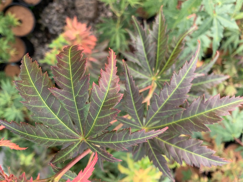 - Acer shirasawanum 'Bronze Age' Bronze Full Moon Japanese Maple - Mr Maple │ Buy Japanese Maple Trees