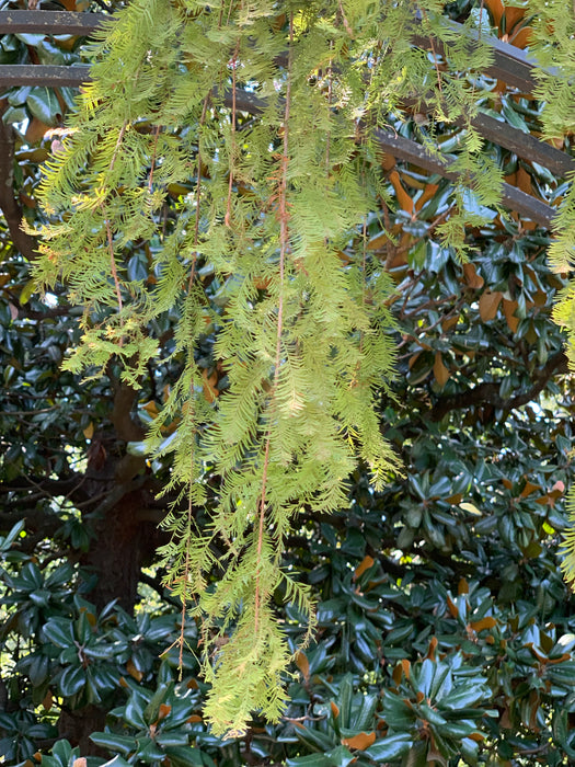 Taxodium distichum 'Falling Waters' Weeping Bald Cypress