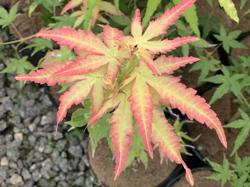 - Acer palmatum 'Golden Falls' Weeping Golden Japanese Maple - Mr Maple │ Buy Japanese Maple Trees