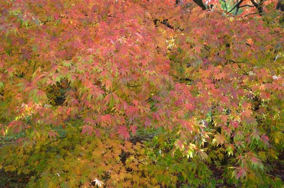 Acer palmatum 'Elegans' Japanese Maple