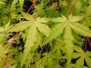 - Acer palmatum 'Golden Falls' Weeping Golden Japanese Maple - Mr Maple │ Buy Japanese Maple Trees