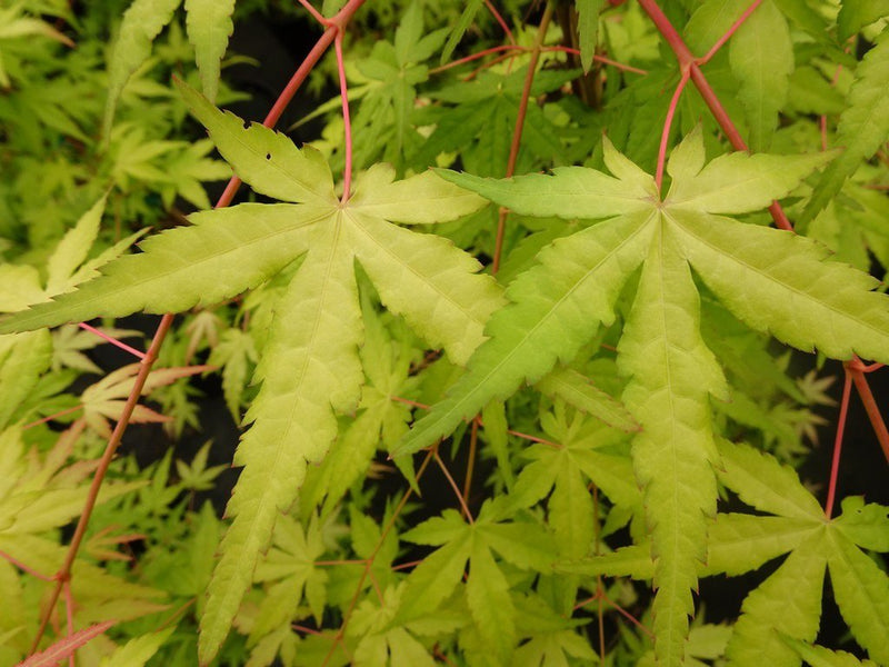 - Acer palmatum 'Golden Falls' Weeping Golden Japanese Maple - Mr Maple │ Buy Japanese Maple Trees