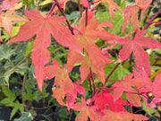 - Acer oliverianum 'Hot Blonde' Golden Japanese Maple - Mr Maple │ Buy Japanese Maple Trees