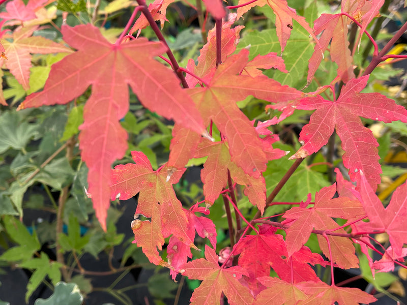 - Acer oliverianum 'Hot Blonde' Golden Japanese Maple - Mr Maple │ Buy Japanese Maple Trees