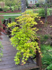 - Acer palmatum 'Dragon Master' Golden Weeping Japanese Maple - Mr Maple │ Buy Japanese Maple Trees
